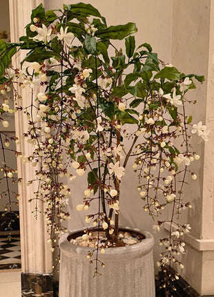 jasmine plant seeds 🌼Weeping Jasmine Seeds