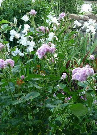 Light Blue Climbing Rose Seeds