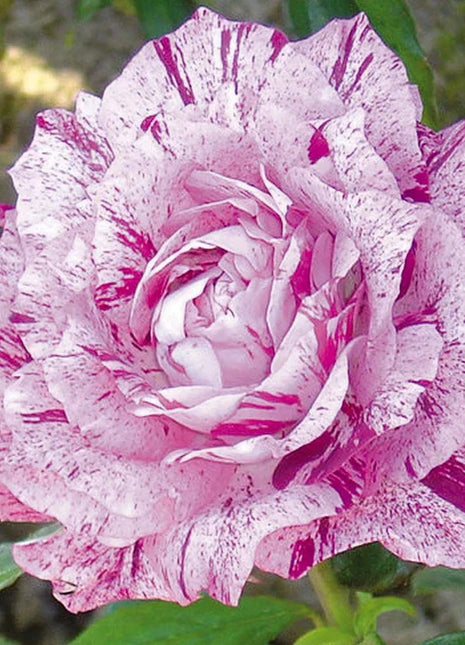 Fuksia white roses seeds