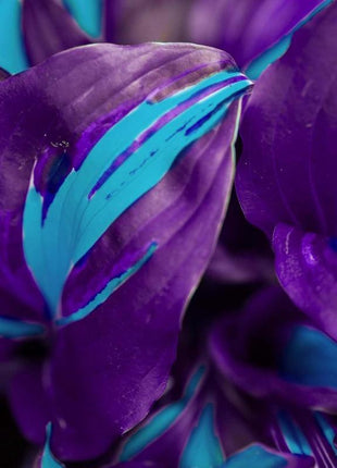 800Pcs Mixed Hosta Seeds for Planting – Rare Color Varieties, Shade-Loving Perennials for Garden and Landscaping