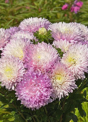 King Size Appleblossom