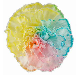 Mixed Color Carnations