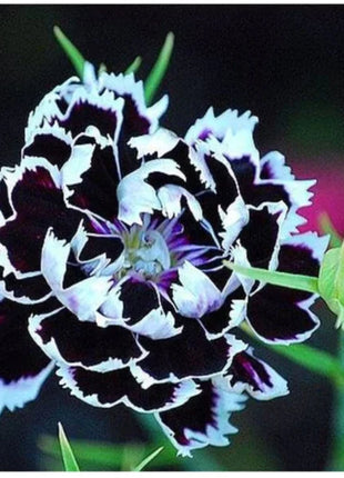 Dianthus Heddewigii Black White Carnation Flower Seed, Dianthus Flower, Natural, Non GMO, Heirloom