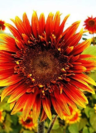 Joker Sunflower Seeds 50 per pack