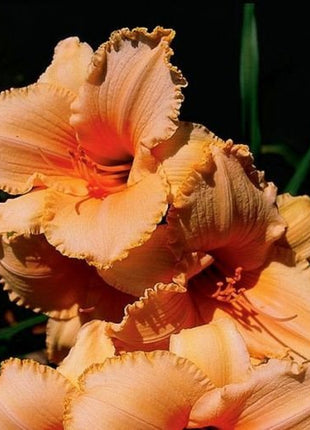 Daylily Hybrid Flowers Seeds, Hemerocallis Hybrid, 20pcs/pack