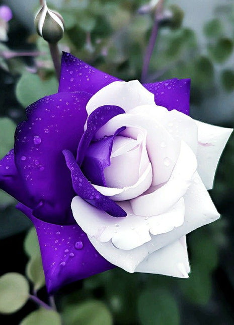Rare Twin Rose Purple White