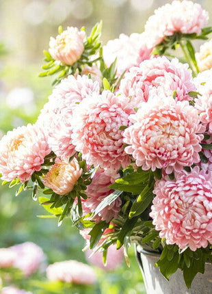 Aster Seeds (Peony Duchess) - Apricot