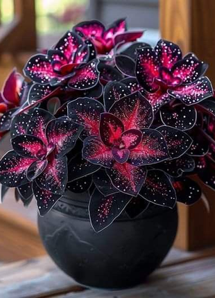 🌺Phantom Begonia 🌺
