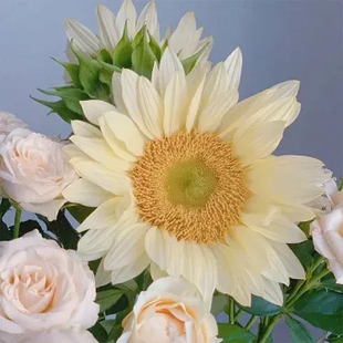 🌺Last Day Sale--60% Off💐 Sunflower Seeds🌻Sunshine