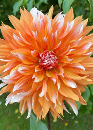 💐Colorful Dahlia Seeds-The Power of Life