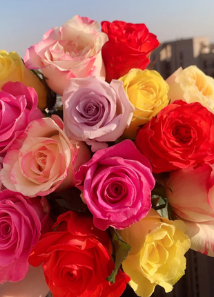 🌹Rose Mixed Color Seeds