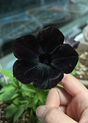 Petunia Black Velvet Seeds