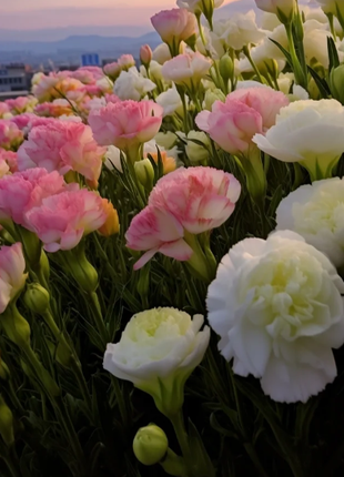 🌺Lisianthus - Sincere Love