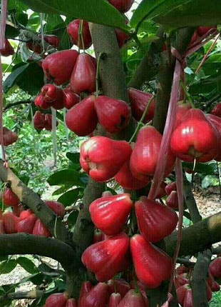 Wax-apple Fruit Seeds🍹