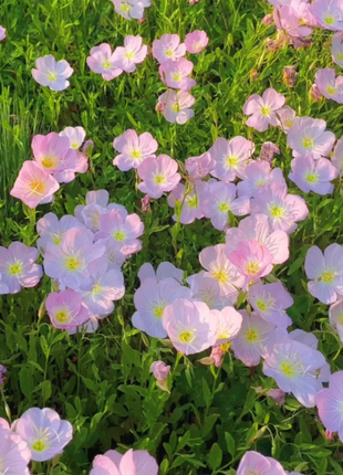 🌺Evening Primrose—Sea Of Pink Flowers