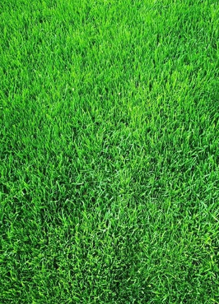 🌱 Evergreen dwarf grass seed for four seasons | Create your perfect lawn here