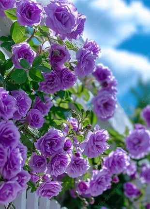 Mixed Climbing Flower Seeds -Over 30 kinds mixed