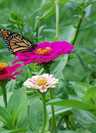 Monarch Butterfly Wildflower Seed Mix