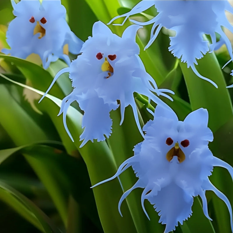 red cat face flower seeds 🦊Multicolor Cat Face Orchid Seeds – HenryGarden