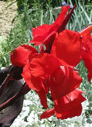 Canna Lily Flower Seeds Perennial Beautiful Bonsai Plant