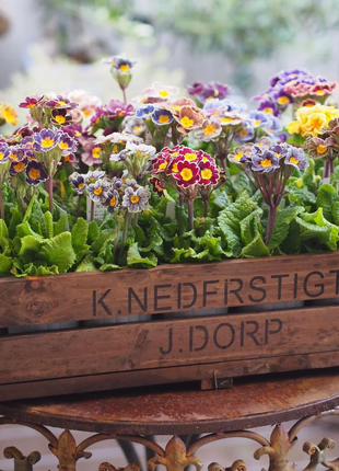 Mixed Color Primrose Seeds