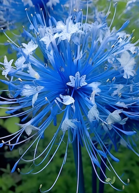 Higanbana Spider Lily Equinox Flower Bulbs