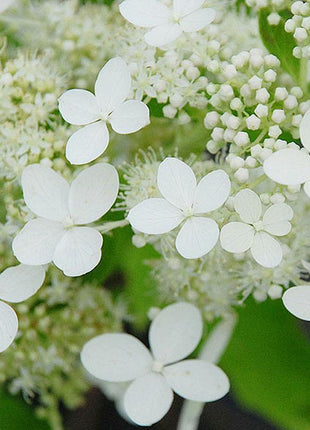 50/100Pcs Hydrangea Flowers Seeds Mixed Color Plants Home Garden Flower Seeds