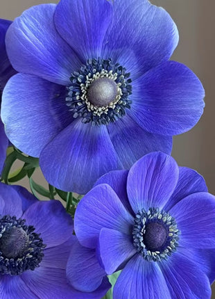 Anemone Seeds