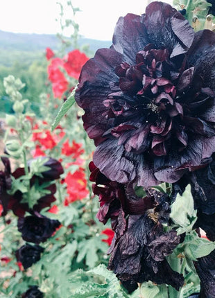 Double Hollyhock Seeds