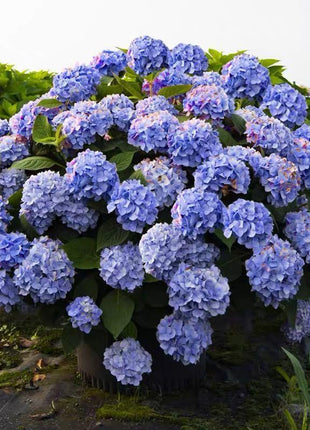20 pcs/Pack Hydrangea Seed Bonsai Flower Seeds Hydrangea Perennial Garden Home