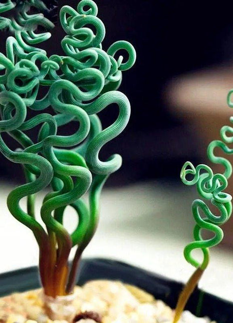 Egrow 100Pcs/Bag Sprial Grass Seeds Green Succulents Plants Garden DIY Bonsai Potted Flower Seed