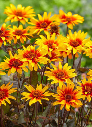 Burning Hearts False Sunflower