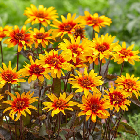 Burning Hearts False Sunflower