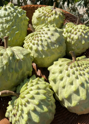 Sugar Apple Seeds