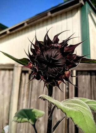 Rare Black Sunflower Seeds