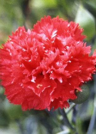 Multi-color Carnation Seeds