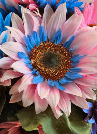 Double-flowered sunflower: blue-pink miracle 🌻🌻