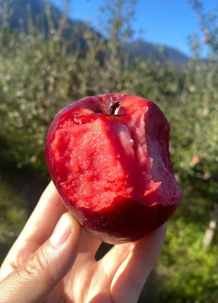 Red Flesh Apple Seeds