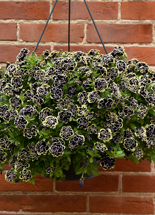 Petunia, Midnight Gold