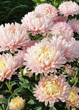 Aster Seeds (Peony Duchess) - Apricot