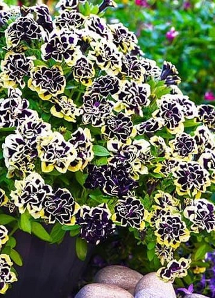 Black Pearl Double Petunia Seeds
