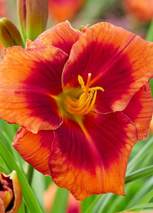 Frank Smith Reblooming Daylily