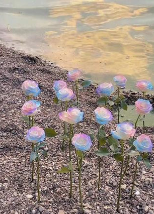 Rare Seeds - Datura Langaros Roses of the Western Regions