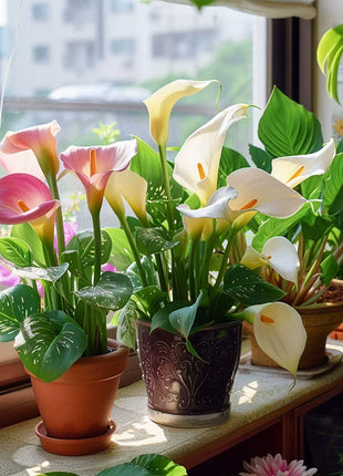 Calla Lily Seeds - Mixed - Beautiful Flowers Planting