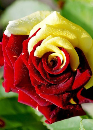 Gold Red Rose Seeds