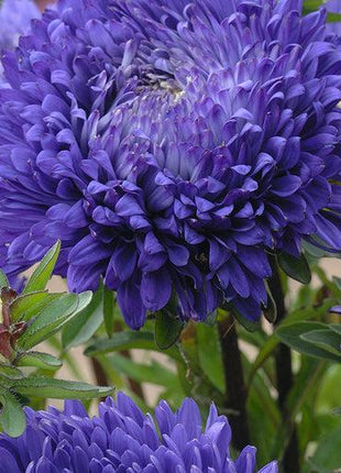 King Size Mid-Blue