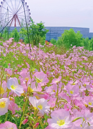 🌺Evening Primrose—Sea Of Pink Flowers