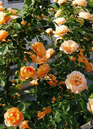 Orange Climbing Rose Seeds