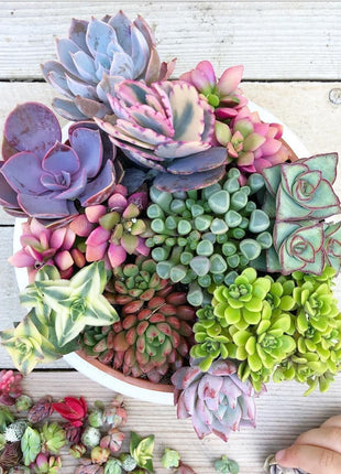 Succulent Plant Seeds