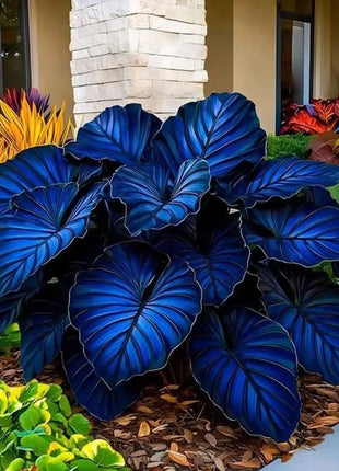 800Pcs Mixed Hosta Seeds for Planting – Rare Color Varieties, Shade-Loving Perennials for Garden and Landscaping